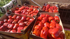 فيديو: جمعية يافا تدعو العائلات المستورة لاستلام حصتها من الخضار الطازجة